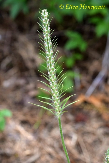 {Plantago aristata}